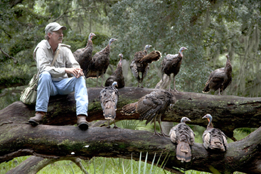 TALKING TURKEY: In “My Life as a Turkey,” screening at this year’s Princeton Environmental Film Festival (Saturday, February 2, 1 p.m.), Joe Hutto’s life is changed when a farmer leaves a bowl of eggs on his front porch. After incubating the eggs Mr. Hutto found himself “mother” to a brood of young turkeys which hatched and imprinted on him.