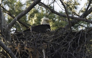 Eaglet in 2013