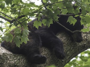 CAUGHT NAPPING: Photographer Charles R. Plohn spotted this adult male black bear taking an afternoon nap on Saturday at around 3 p.m. high up in a tree on Terhune and Mt. Lucas Roads. Animal Control Officer Mark Johnson was at the site. “We won’t try to capture the bear, just keep people away and wait for him to come down and go on his way,” he said. What is thought to be the same bear was sighted at various spots from Thursday, June 6 through Monday, June 10. Another bear was reported on the University campus.