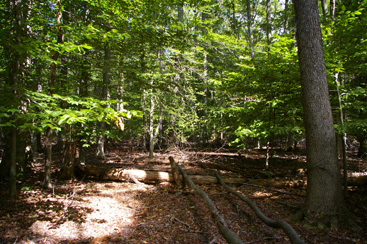 ADDING TO THE GREENBELT: A new partnership has added a wooded lot on the Princeton Ridge to a chain of properties that environmentalists hope will form a ring of preserved open space around the town. (Photo by Eric Tazelaar)