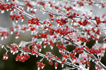 ICED BERRIES: Tasha O’Neill’s photograph will be on display at the D&R Greenway as part of the exhibition, “Artistic License and the Land,” from December 18 through January 15. For more information, call (609) 924-4646, or visit: www.drgreenway.org.