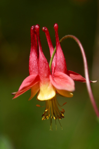 NEW JERSEY NATIVE: As a member of the artist’s group Art+10, local photographer Tasha O’Neill was among a number of artists asked to focus their attention on the native species of the Garden State for a stunning show at the D&R Greenway, opening this Friday, November 14. In addition to her photograph “Wild Columbine,” shown here, Ms. O’Neill captured the beauty of state treasures such as Trout Lily, Royal Fern, Beach Plum, and the tiny orchid with the big name, “Dragon’s Mouth.”(Image courtesy of Ms. O’Neill)