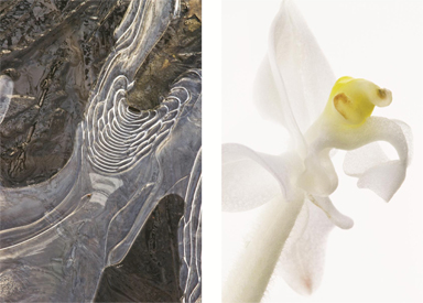 ANGEL WINGS: As a trained botanist, Mary Allessio Leck combines a singular photographic eye for detail together with informed scientific knowledge. Shown here are her images of ice and water that will be included in the Gallery at Chapin’s “Parallel Views–Flowers and Ice,” through February 27, at the Chapin School, 4101 Princeton Pike. An opening reception for the artist is scheduled for tonight, Wednesday, February 4, from 5 to 7 p.m., but in case of inclement weather, visitors are advised to check for rescheduling details by calling (609) 924-7206 or visiting the Chaplin School website: www.chapinschool.org.