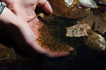 WHY DID THE WOOD FROG CROSS THE ROAD?: To get to the temporary vernal pools where their life began. The call of spring brought the tiny creatures out of hibernation and on their journey to the vernal pools in the Sourlands. Shown here in the hands of a nature enthusiast on a Sourlands Conservancy hike, the eggs were observed by visitors after the amphibians had been helped to reach the pools last month. Each black speck surrounded by a glob of a protective jelly will likely hatch into a wood frog in about four to six weeks.(Photo by Caroline Katmann)