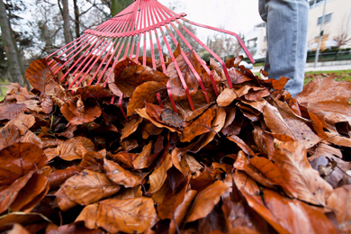 Leaf Pick Up