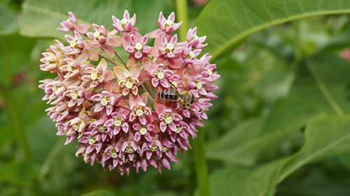 Milkweed