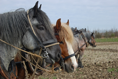 draught horse