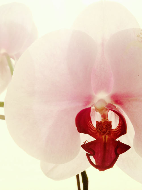 Art Orchid