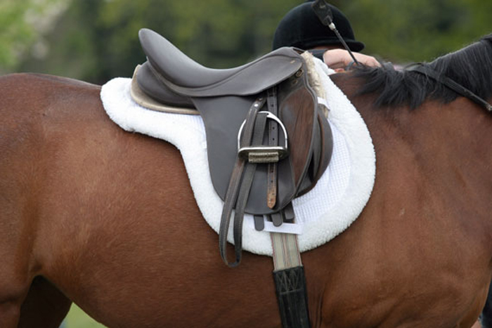 horse-tack-570