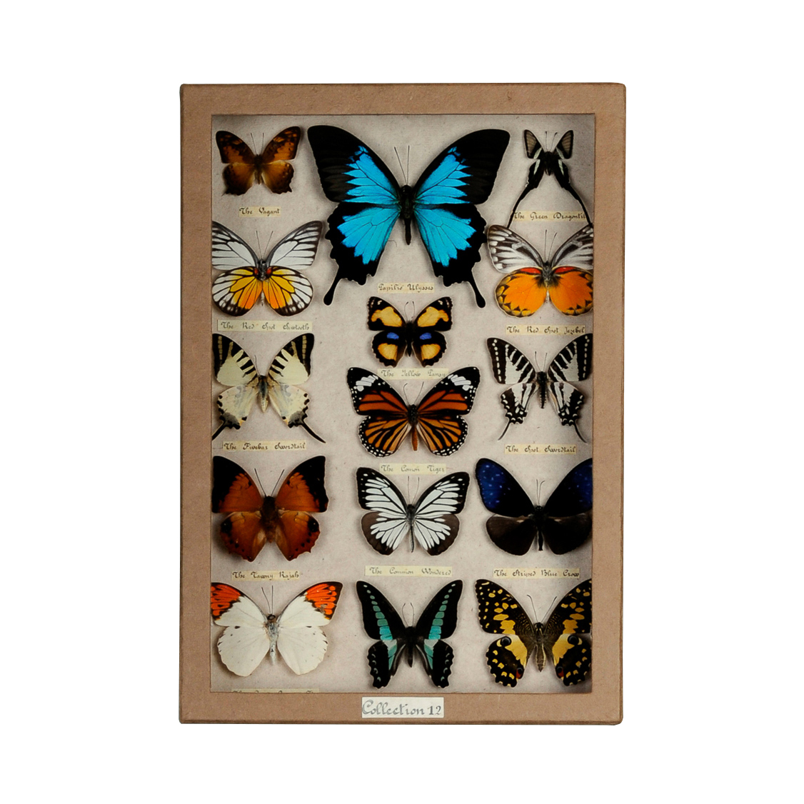 rVIdcIsriQ_Butterfly_Party_Collection_Box-Blue_Swallowtail0