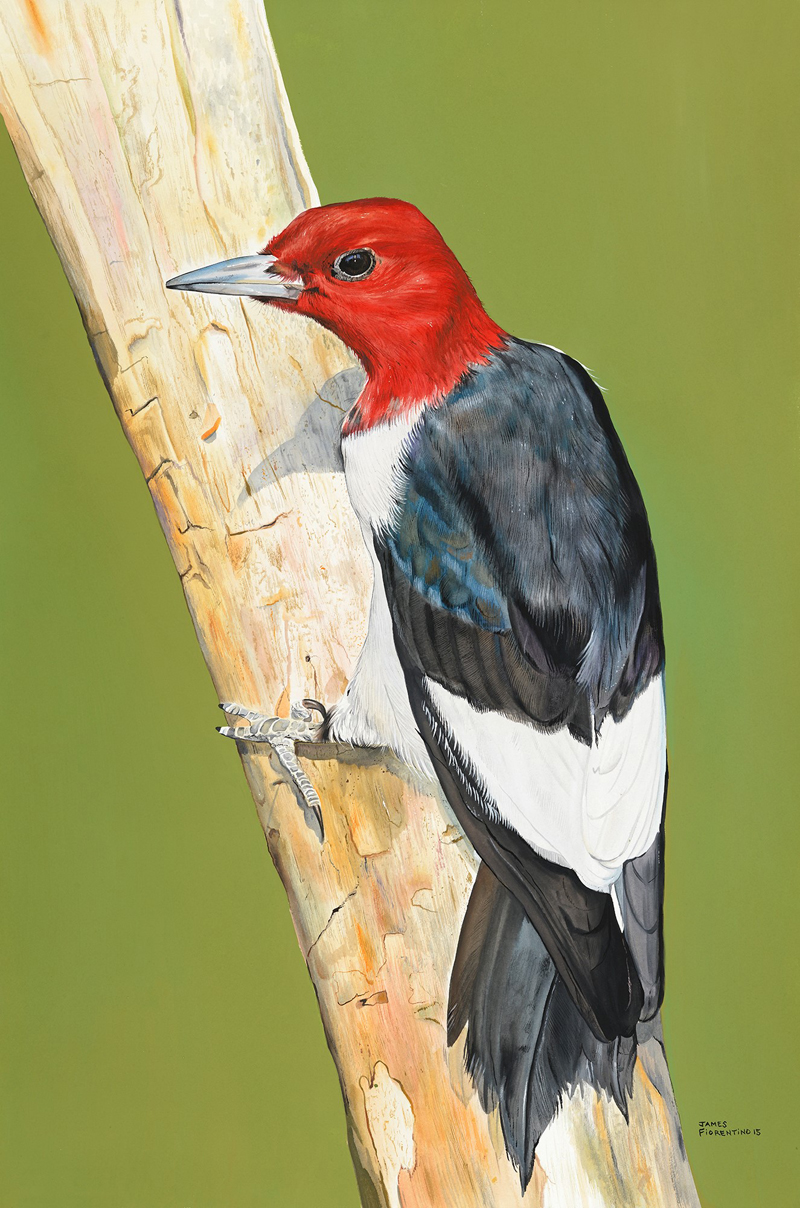 Art D&R Bird Exhibit 9-7-16